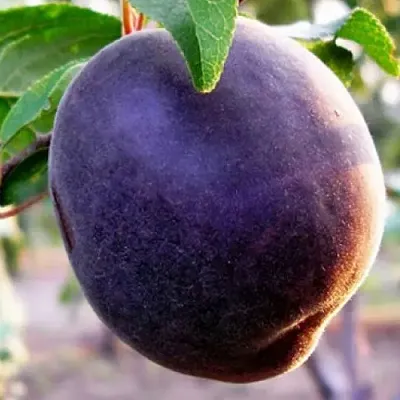 Абрикос ШЛОР ЦИРАН  Абрикос ШЛОР ЦИРАН в Калуге