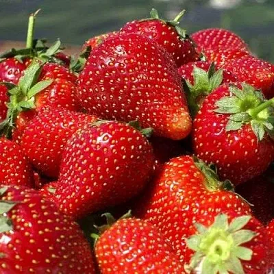 Клубника ПИРЧИНКЬЮ  Клубника ПИРЧИНКЬЮ в Калуге