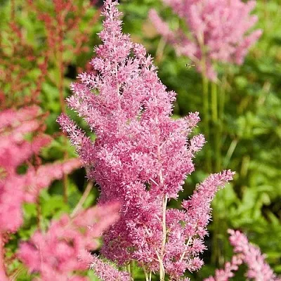 Астильба РЕЙНЛЕНД японская в Калуге