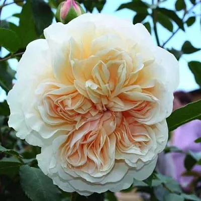 Саженцы роз ЛИЧФИЛД ЭНДЖЕЛ английская  Саженцы роз ЛИЧФИЛД ЭНДЖЕЛ английская в Калуге