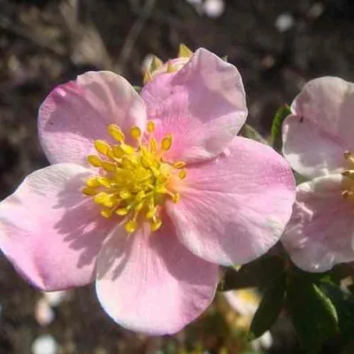 Лапчатка ПИНК КВИН кустарниковая  Лапчатка ПИНК КВИН кустарниковая в Калуге
