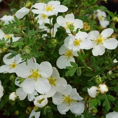 Лапчатка АББОТСВУД кустарниковая  Лапчатка АББОТСВУД кустарниковая в Калуге