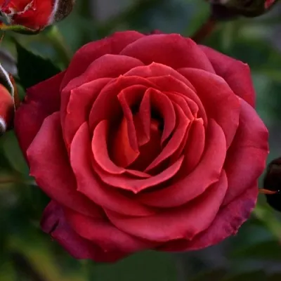 Саженцы роз ЧОКОЧИНО спрей  Саженцы роз ЧОКОЧИНО спрей в Калуге