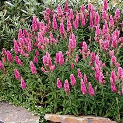 Вероника РОЗЕА колосковая в Калуге