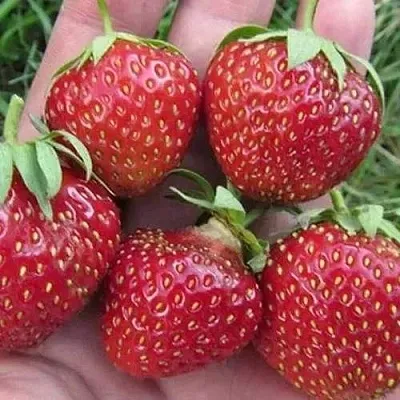 Клубника ВИМА ЗАНТА  Клубника ВИМА ЗАНТА в Калуге