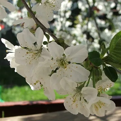 Вишня УМБРАКУЛИФЕРА  Вишня УМБРАКУЛИФЕРА в Калуге