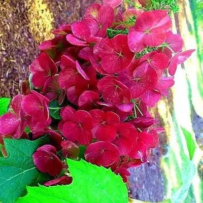 Гортензия АМЕТИСТ дуболистная в Калуге