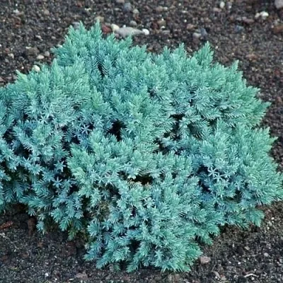 Можжевельник БЛЮ СТАР чешуйчатый  Можжевельник БЛЮ СТАР чешуйчатый в Калуге