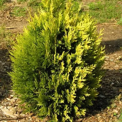 Туя КОППЕР ГОЛД западная  Туя КОППЕР ГОЛД западная в Калуге