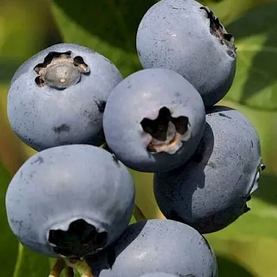 Голубика ЧАНДЛЕР  Голубика ЧАНДЛЕР в Калуге