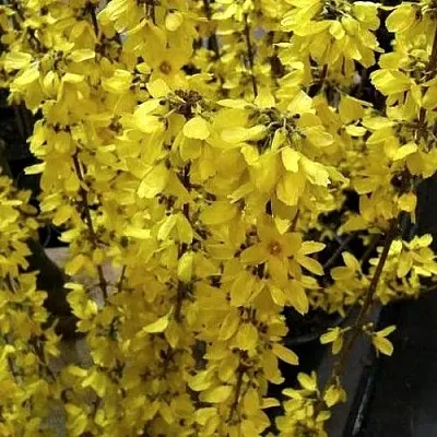 Форзиция ГОЛДРАУШ  Форзиция ГОЛДРАУШ в Калуге