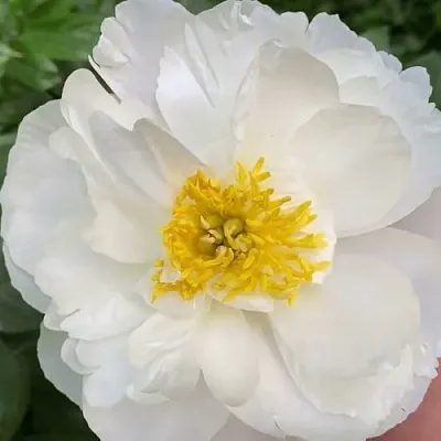 Пион ДУБЛИН травянистый в Калуге