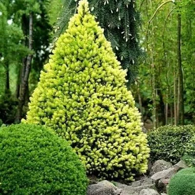 Ель РЕЙНБОУЗ ЭНД сизая  Ель РЕЙНБОУЗ ЭНД сизая в Калуге