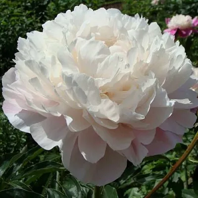 Пион ВОГ травянистый в Калуге