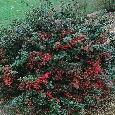 Барбарис РЕД ДЖЕВЕЛ средний   Барбарис РЕД ДЖЕВЕЛ средний  в Калуге