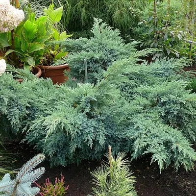 Можжевельник БЛЮ ШВЕД (СВИД) чешуйчатый  Можжевельник БЛЮ ШВЕД (СВИД) чешуйчатый в Калуге