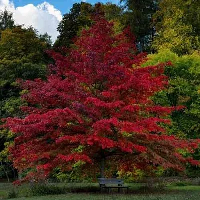 Дуб болотный  Дуб болотный в Калуге