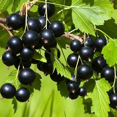 Смородина чёрная БЕЛОРУССКАЯ СЛАДКАЯ в Калуге