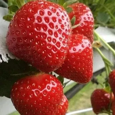 Клубника АРГЕНТЕРА  Клубника АРГЕНТЕРА в Калуге