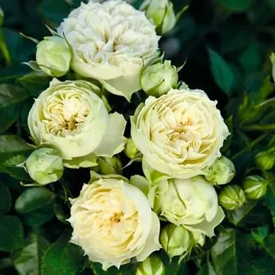 Саженцы роз БЛАНШЕТТ спрей  Саженцы роз БЛАНШЕТТ спрей в Калуге