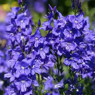 Вероника австрийская в Калуге