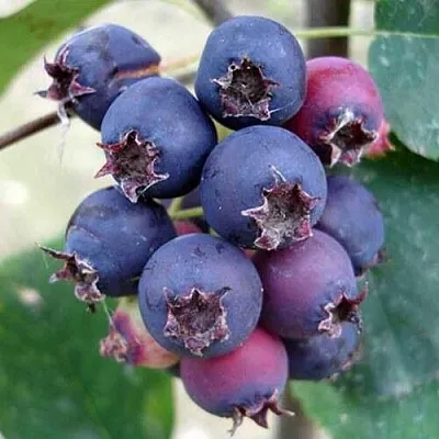 Ирга SLEYT  Ирга SLEYT в Калуге