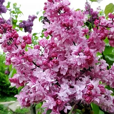 Сирень ОЛИМПИАДА КОЛЕСНИКОВА  Сирень ОЛИМПИАДА КОЛЕСНИКОВА в Калуге