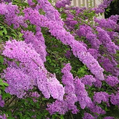 Сирень КИТАЙСКАЯ  Сирень КИТАЙСКАЯ в Калуге