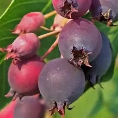 Ирга MANDAN  Ирга MANDAN в Калуге