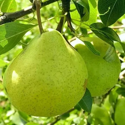 Груша ДАЛИКОР колонновидная  Груша ДАЛИКОР колонновидная в Калуге