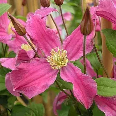 Клематис ИНСПИРЕЙШН ЗОЙН  Клематис ИНСПИРЕЙШН ЗОЙН в Калуге