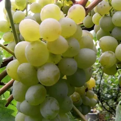 Виноград ТАЛИСМАН в Калуге