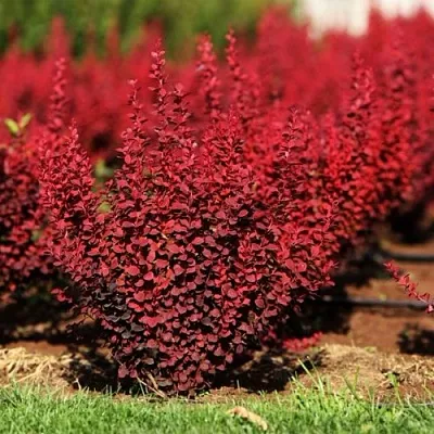 Барбарис ОРАНЖ РОКЕТ тунберга  Барбарис ОРАНЖ РОКЕТ тунберга в Калуге