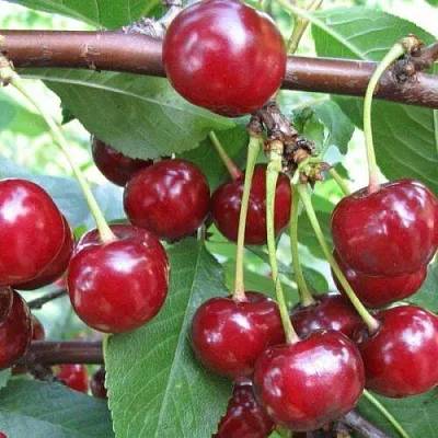 Вишня ТУРГЕНЕВКА  Вишня ТУРГЕНЕВКА в Калуге