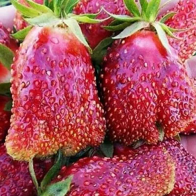 Клубника КУПЧИХА  Клубника КУПЧИХА в Калуге