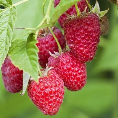 малина карамельная малина карамельная