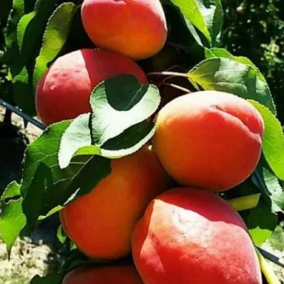 Абрикос ДЖУМБО КОТ  Абрикос ДЖУМБО КОТ в Калуге