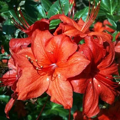 Азалия ДОЛОРОСО листопадная  Азалия ДОЛОРОСО листопадная в Калуге