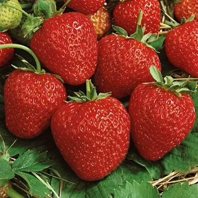 Клубника КОРОНА  Клубника КОРОНА в Калуге