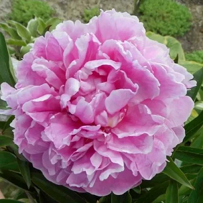 Пион РИМ травянистый в Калуге