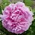Пион РИМ травянистый в Калуге