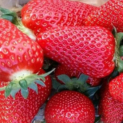 Клубника АМИ  Клубника АМИ в Калуге