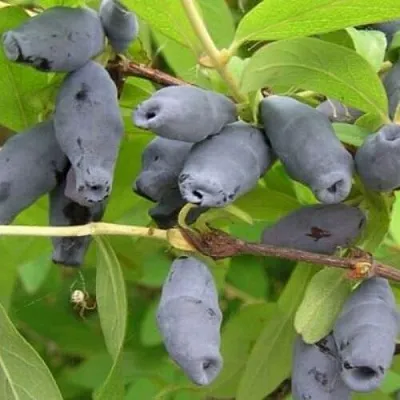 Жимолость съедобная РОКСАНА в Калуге