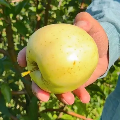 саженцы яблони саженцы яблони