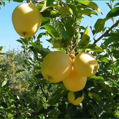 Яблоня ГОЛДЕН МИЛЛЕНИУМ  Яблоня ГОЛДЕН МИЛЛЕНИУМ в Калуге