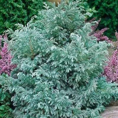 Кипарисовик БУЛЕВАРД горохоплодный  Кипарисовик БУЛЕВАРД горохоплодный в Калуге