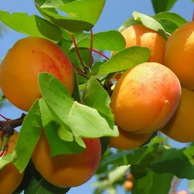 Абрикос КИЕВСКИЙ РАННИЙ  Абрикос КИЕВСКИЙ РАННИЙ в Калуге