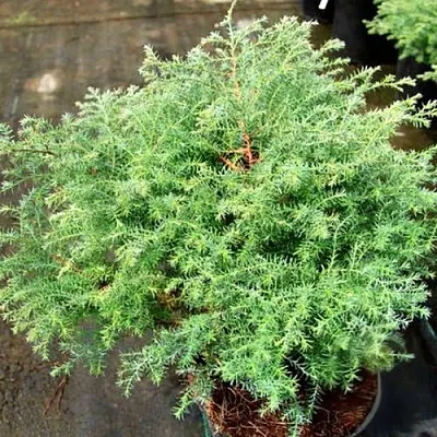 Кипарисовик СКВАРРОЗА горохоплодный в Калуге