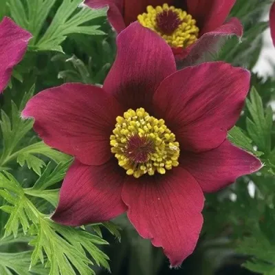 Прострел ПИНВИЛ РЕД ШЕЙДЕС в Калуге