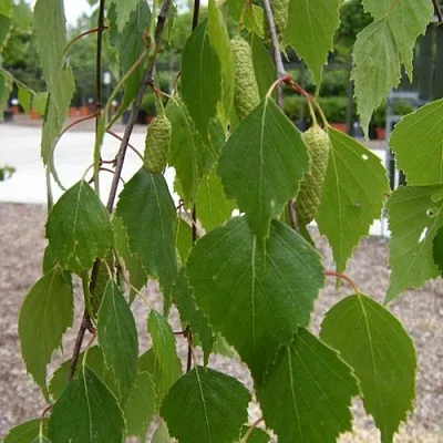 Береза ФАСЦИНЕЙШЕН белая   Береза ФАСЦИНЕЙШЕН белая  в Калуге